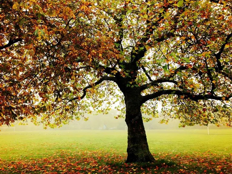 Pensées d&rsquo;automne